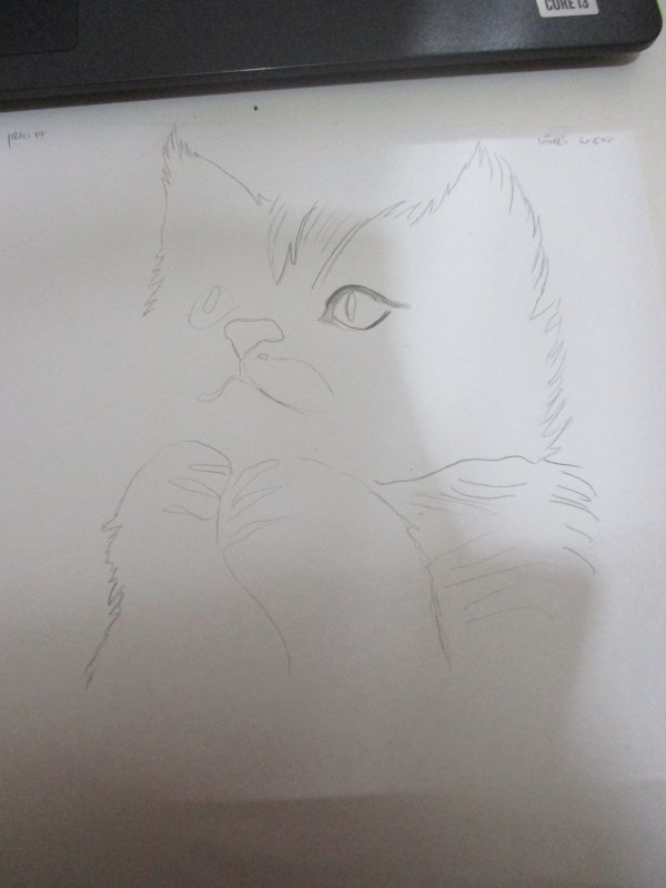 חתול ציור שלי (2).JPG