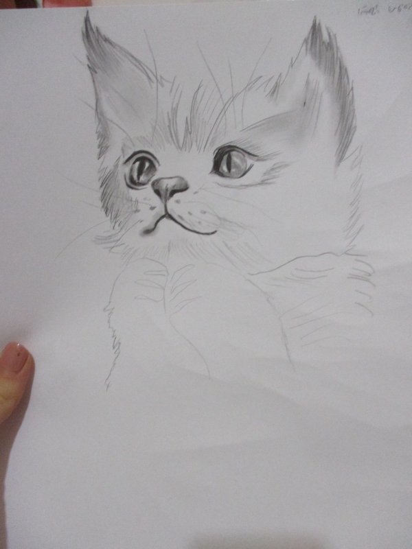 חתול ציור שלי (3).JPG