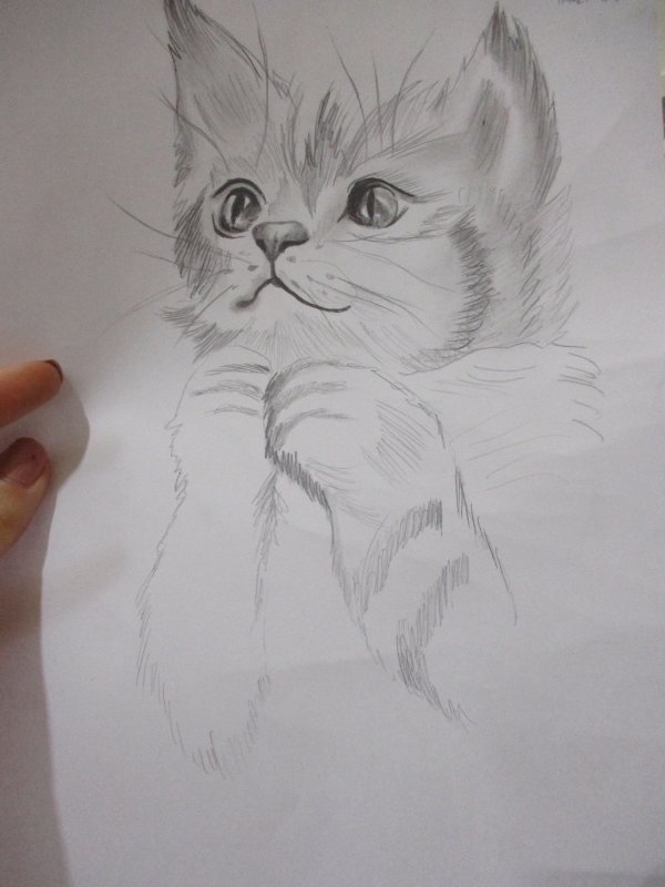 חתול ציור שלי (5).JPG