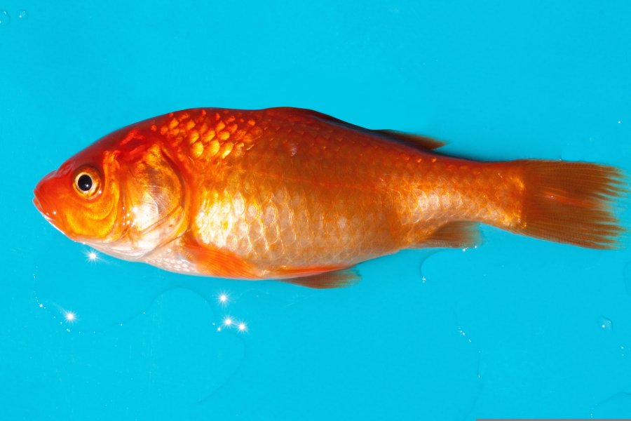 goldfish-365083.jpg