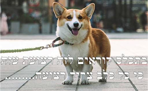 כלב.png