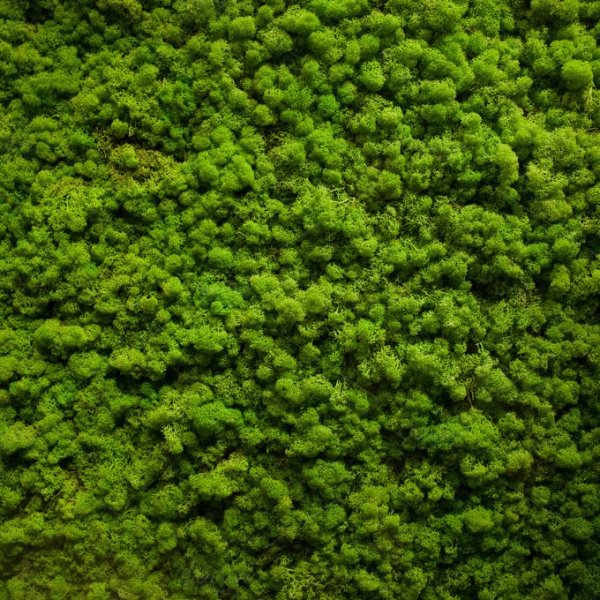 Moss texture.JPG