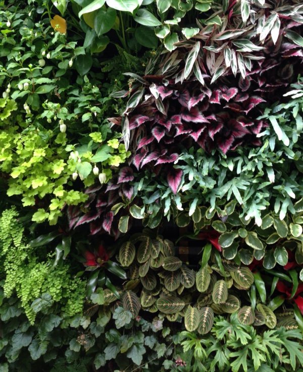 Will Giles' new green wall at the Exotic Garden, Norfolk.JPG