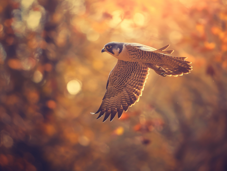_yehiel_peregrine_falcon_Falco_peregrinus_flies_over_the_forest_c1f0ac1c-8bb9-41dc-be33-f926fd...png