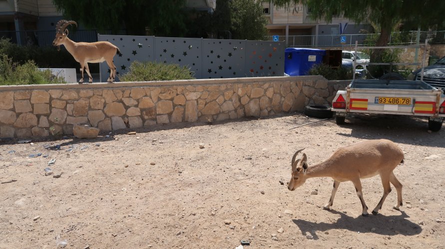 החתולים של מצפה רמון.JPG