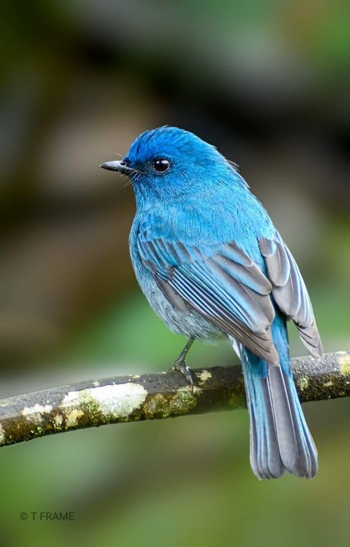 Nilgiri flycatcher.jpg