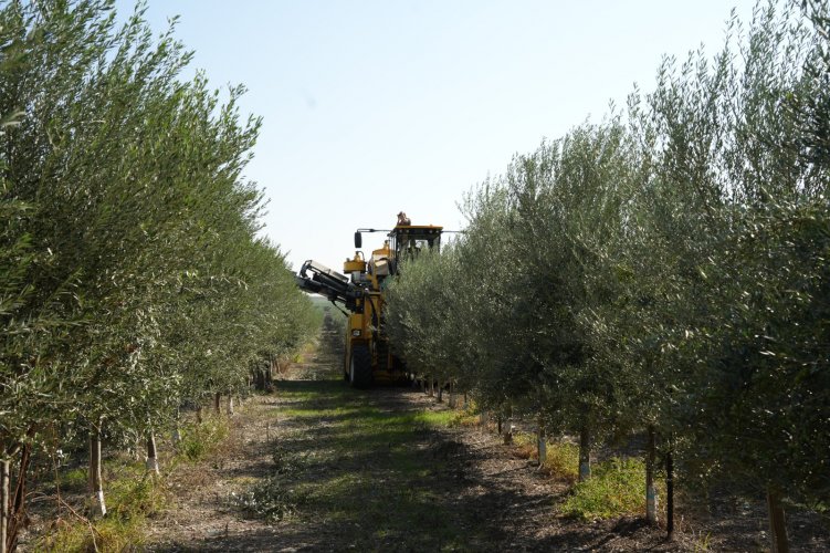 ביד מרדכי פותחים את עונת מסיק • צפו