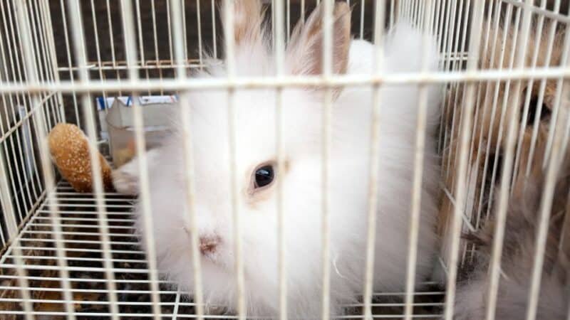 למסירה חינם זוג ארנבים לבנים + כלוב