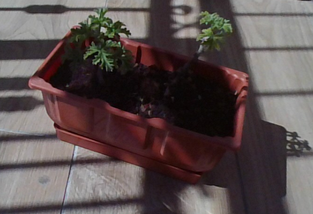 צילום מסך 2025-02-28 110038.png