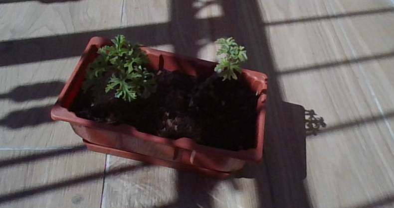 צילום מסך 2025-02-28 110055.png