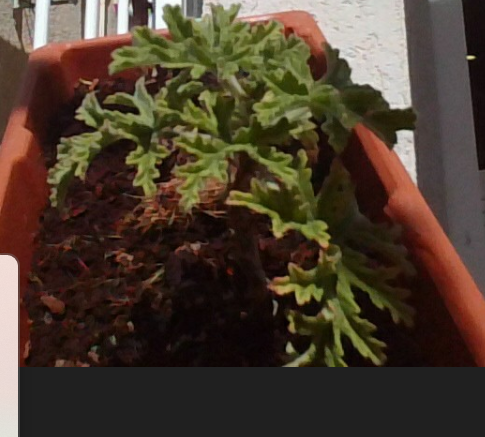 צילום מסך 2025-02-28 110124.png