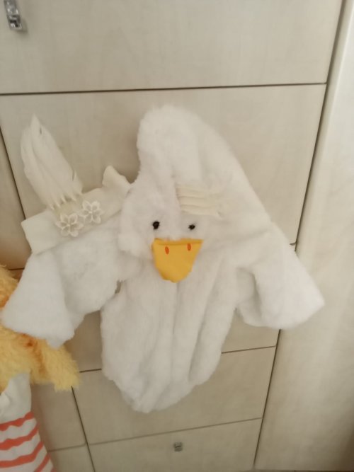 אפרוח גיל חצי שנה +סרט.jpg