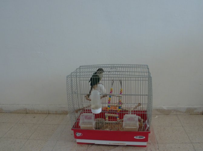 למכירה תוכי קוניור ירוק