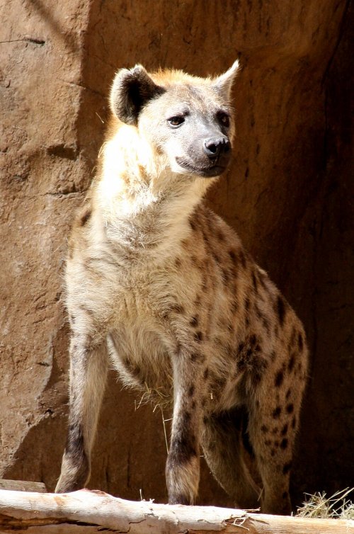 איך נראית הונאה - סיפור אישי ומדריך לנעקץ המתחיל
