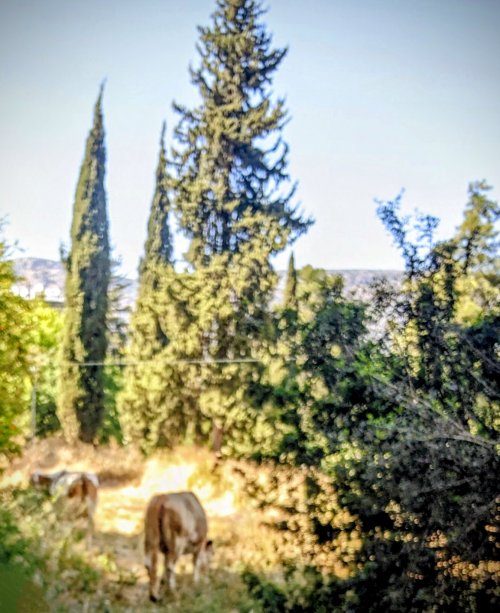 דירת נופש נחמדה בכרמיאל - על היער