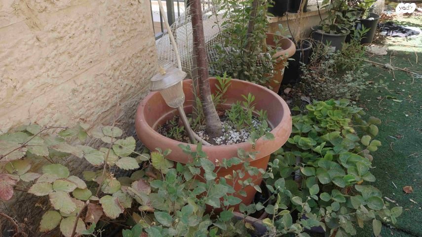 עצי פרי במחיר מציאה!!!