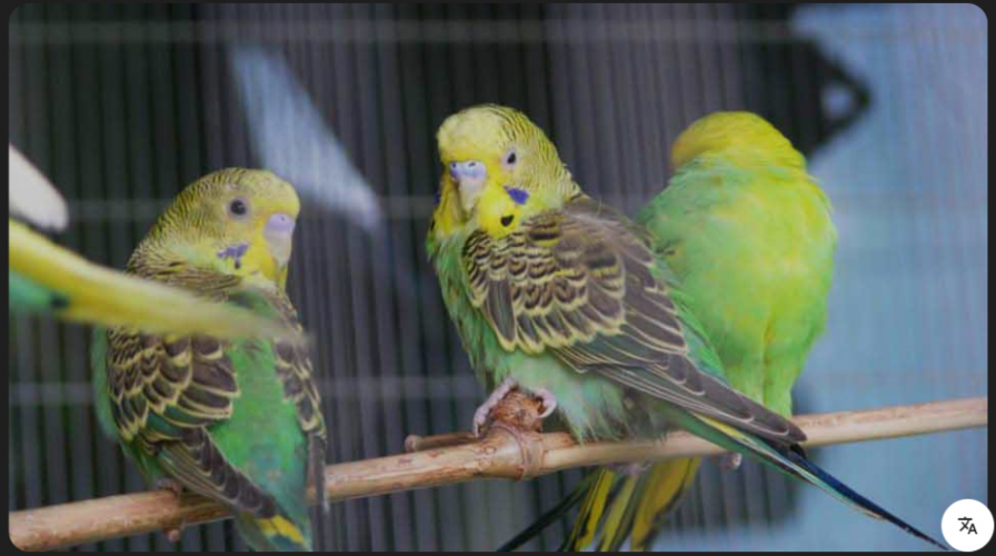 זוג תוכונים למכירה