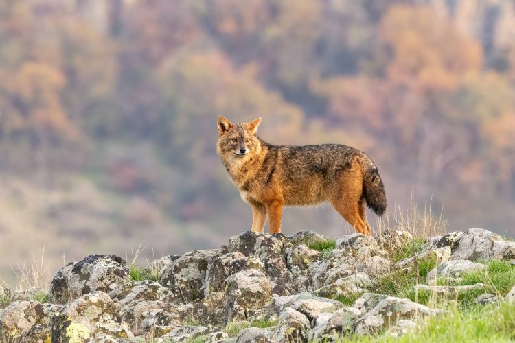 בולגריה הפראית