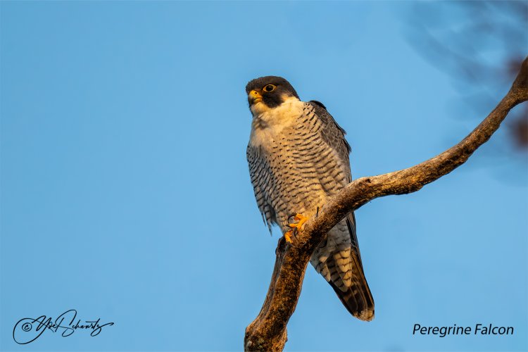 Peregrine Falcon 039.jpg