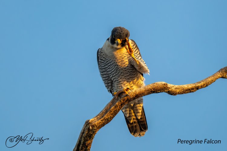 Peregrine Falcon 029.jpg