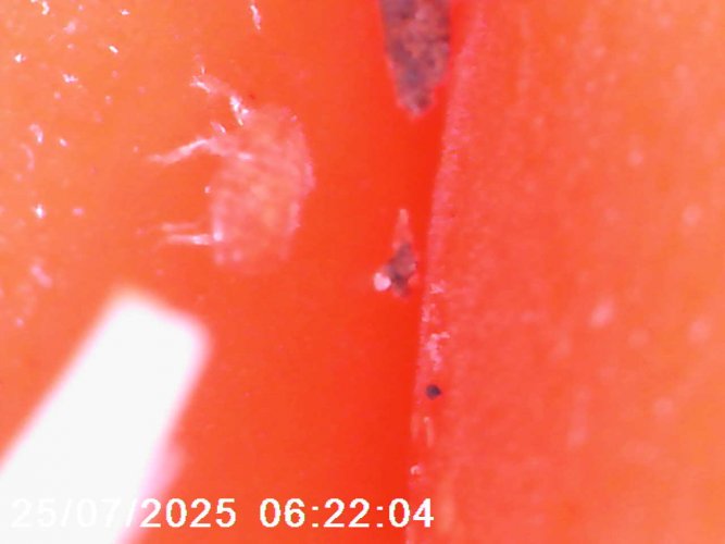 מיטה למכירה