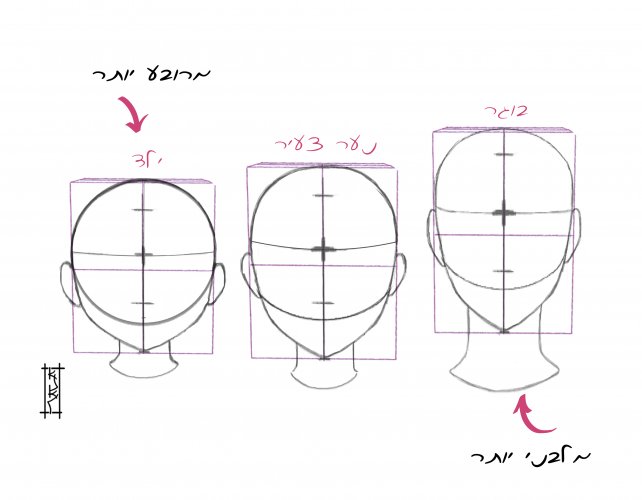 ראשים לפי גיל.jpg