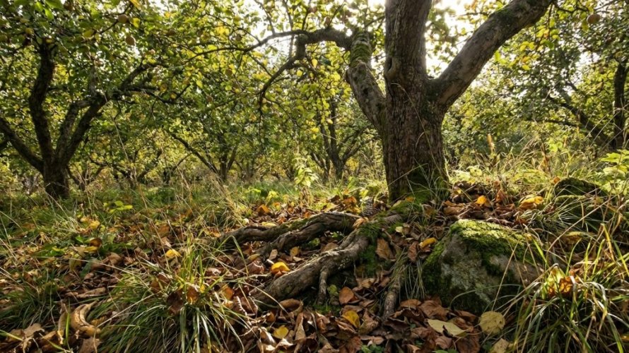 איפוא הבננה 3.jpg