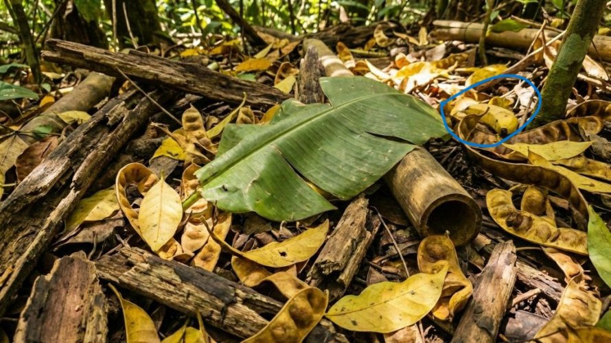 1איפוא הבננה.jpg