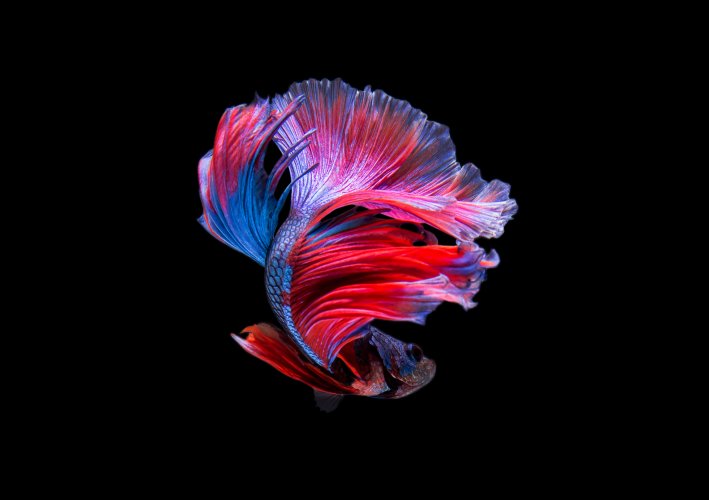 betta-fish (1).jpg