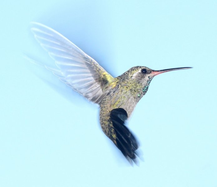 hummingbird-1047836_1920.jpg