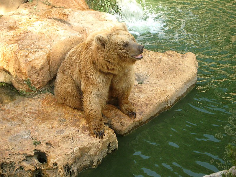 PikiWiki_Israel_46369_bear.jpg