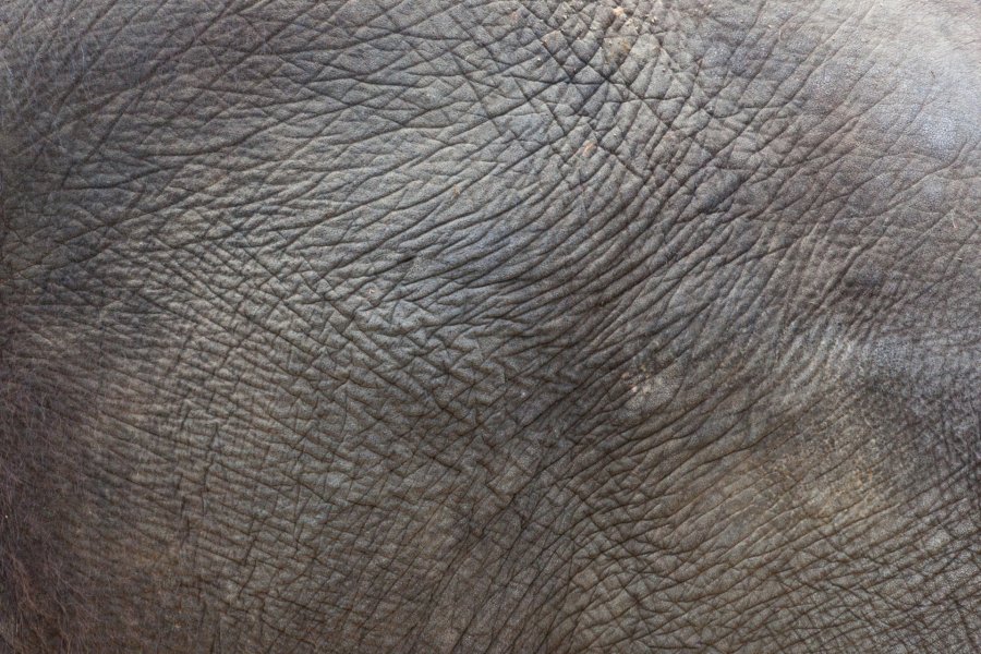 elephant-skin-texture.jpg