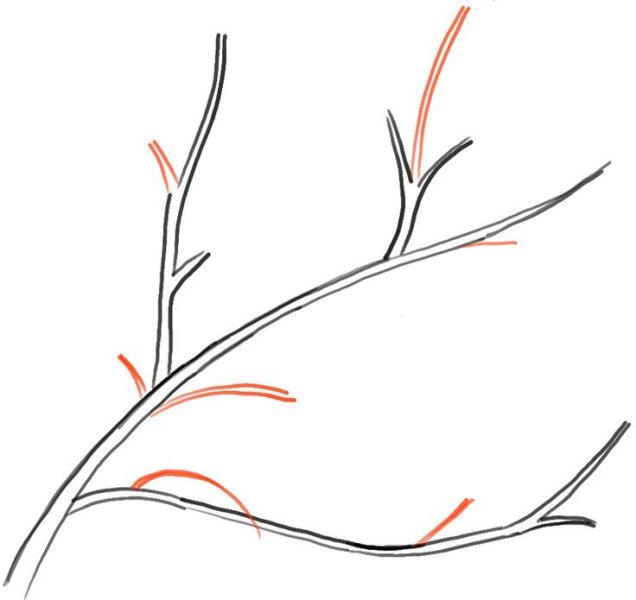 tree (2).jpg