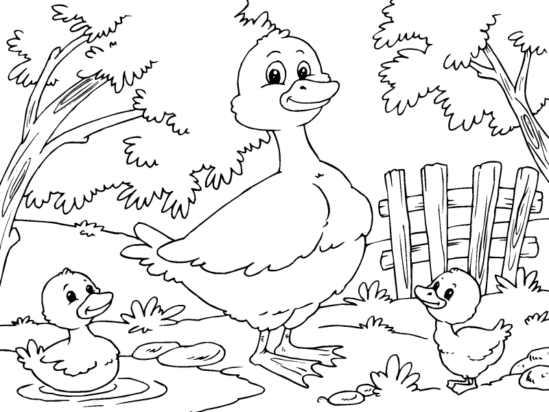 Duck and Ducklings.png