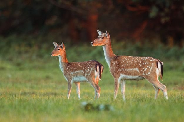 doe-fawn-fallow-deer-dama-dama-autumn-colors-last-sunrays_158217-17.jpg