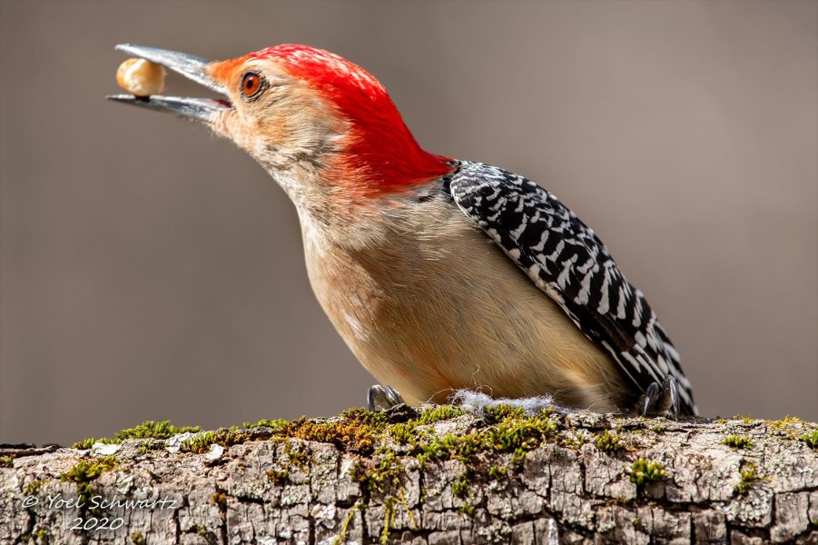 Red-bellied Woodpecker M 004.jpg