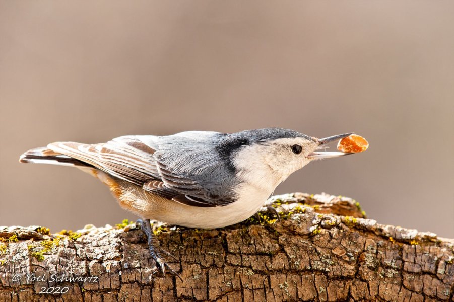 White-breasted Nuthatch 014.jpg