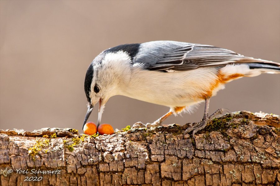 White-breasted Nuthatch 015.jpg