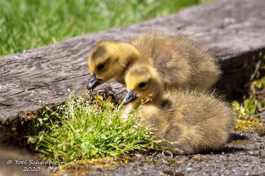 Canadian geese Chick 2020 - 003.jpg