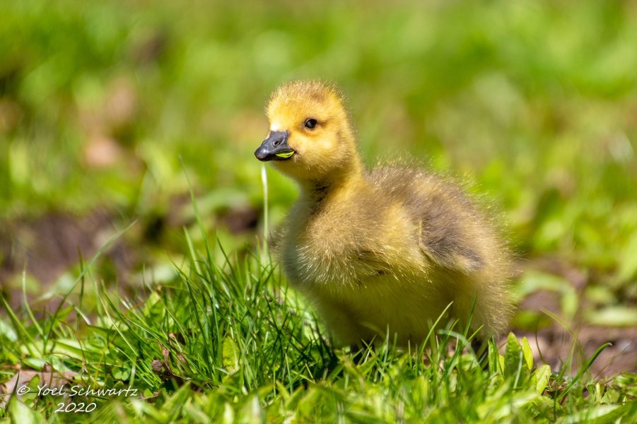 Canadian geese Chick 2020 - 004.jpg