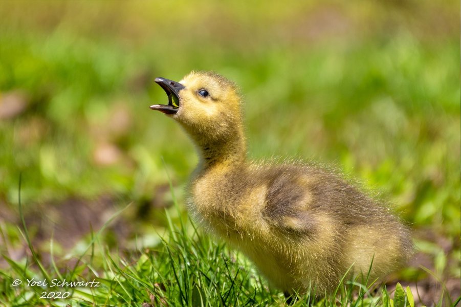 Canadian geese Chick 2020 - 007.jpg