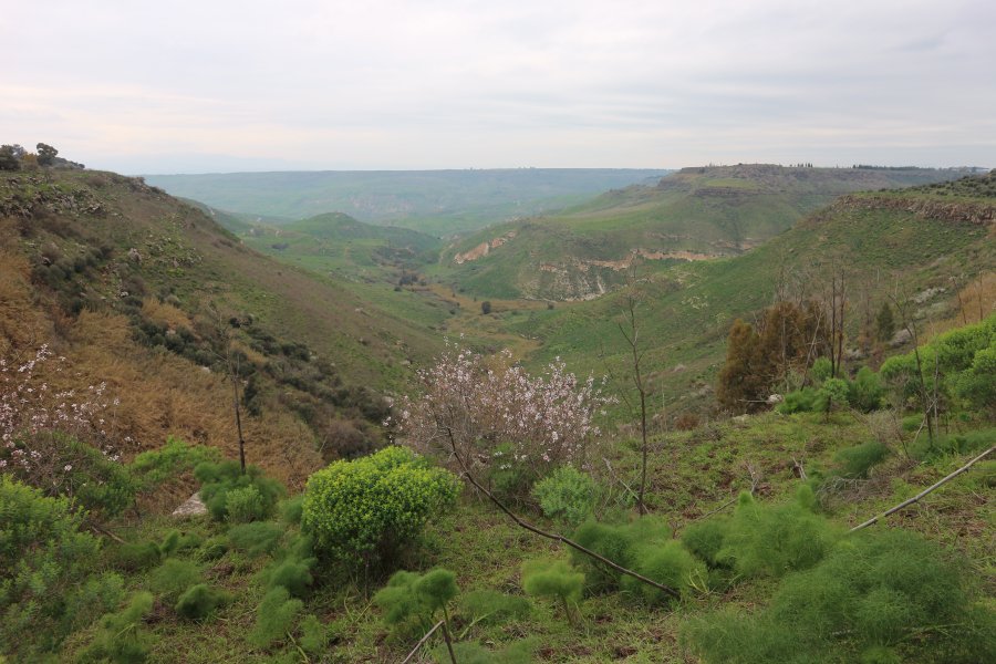 מחפש דירה בצפון לחמישה מבוגרים