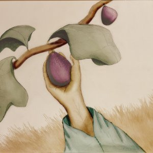 הזקן והתאנה