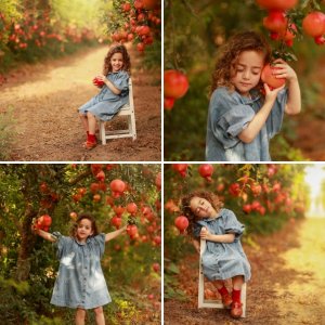 רימונים ממכרים