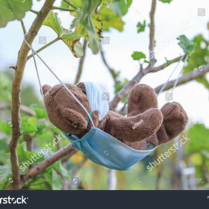 stock-photo-a-bear-dangling-in-nature-on-a-mask-1722313918.jpg