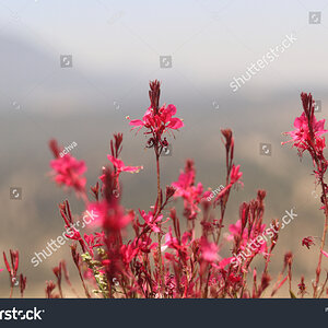 stock-photo-pink-flowers-in-nature-at-the-time-of-flowering-1752511283.jpg