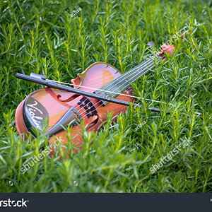 stock-photo-a-violin-rests-on-a-rosemary-bush-1824594011.jpg