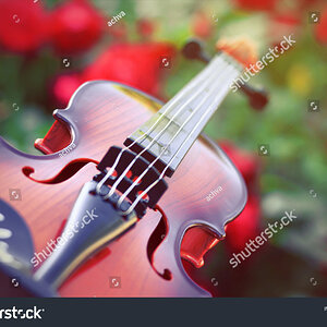 stock-photo-violin-on-only-a-bush-of-red-roses-1876570237.jpg