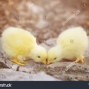 stock-photo-two-chicks-peck-at-the-ground-1998093224.jpg