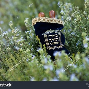 stock-photo-a-torah-scroll-placed-on-a-rosemary-bush-a-jewish-accessory-inscribed-in-hebrew-th...jpg